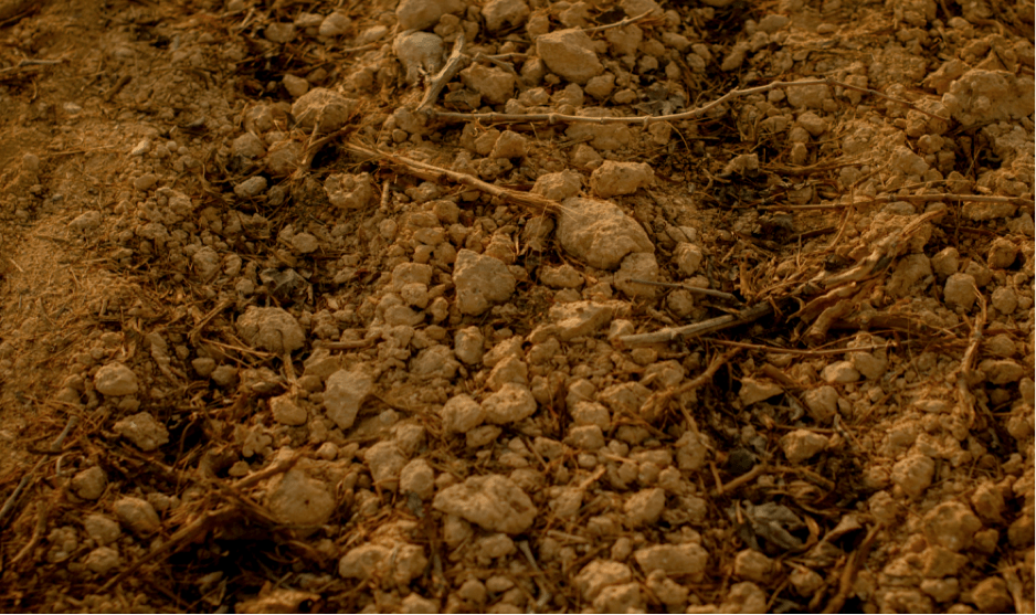 La terra del Penedès