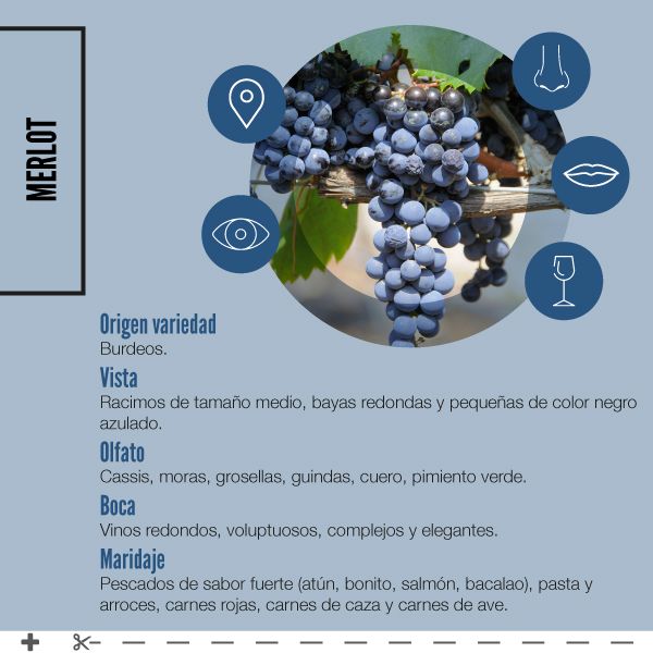 MERLOT