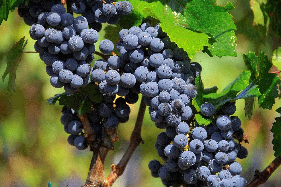 CabernetFranc