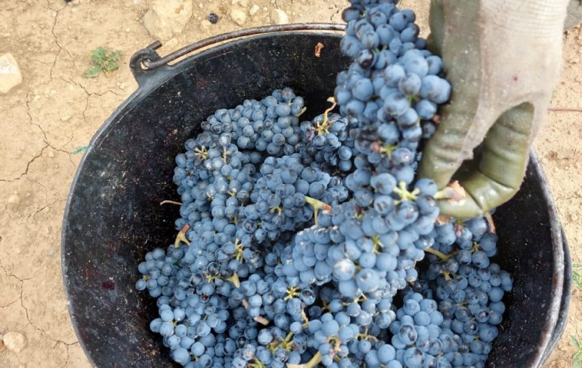 Discover the pre-phylloxera varieties planted at Jean Leon