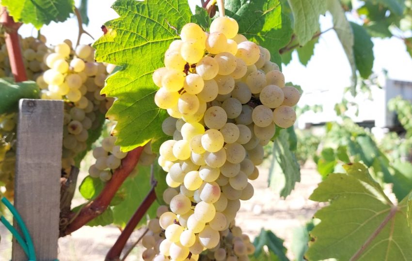 Discover the pre-phylloxera varieties planted at Jean Leon