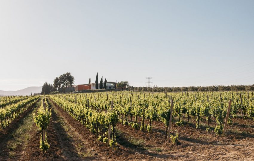 Planes de invierno en el Penedès: Paisaje y enoturismo en invierno