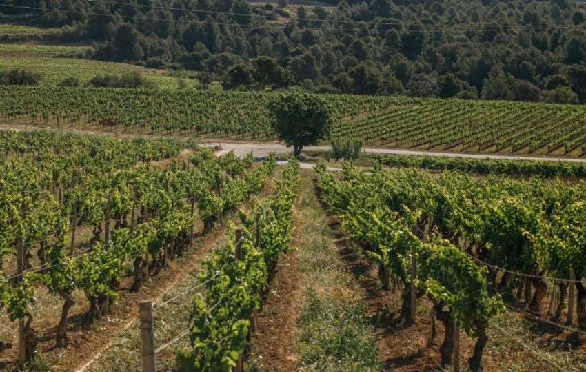 viticultura regenerativa 