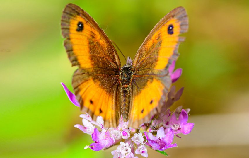 Fauna and flora