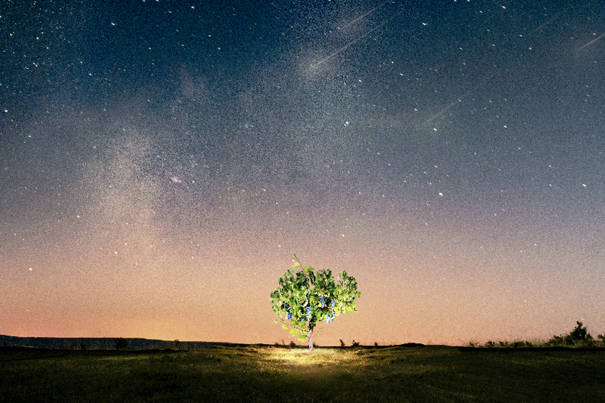 Nova nit d'estrelles i vi amb Jean Leon