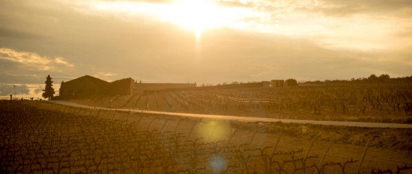 Vi de Finca: la Champions dels vins catalans