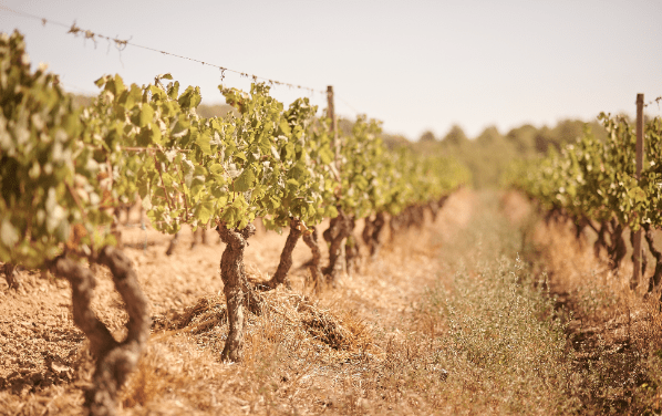 15 cosas que debes saber sobre los vinos naturales
