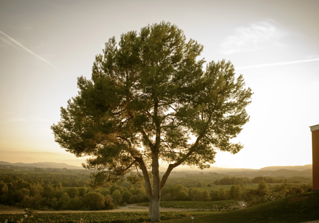 Wine travel getaways: wine