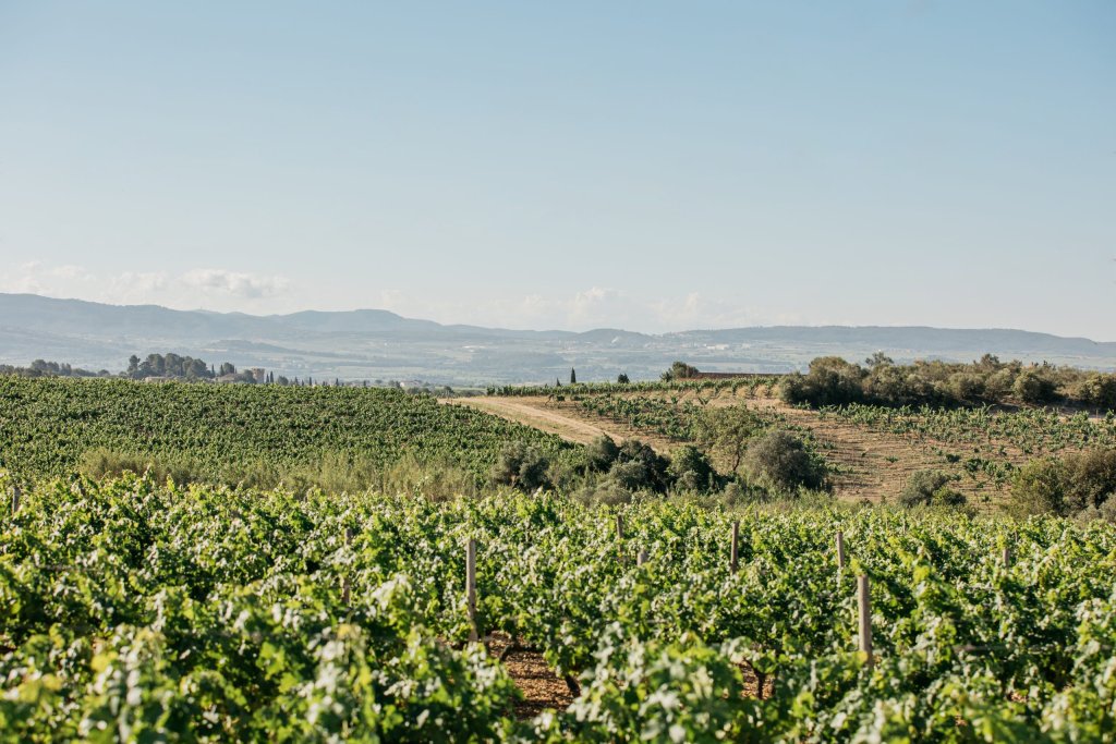 La Ruta del Vi del Penedès es posiciona com la més visitada de Catalunya