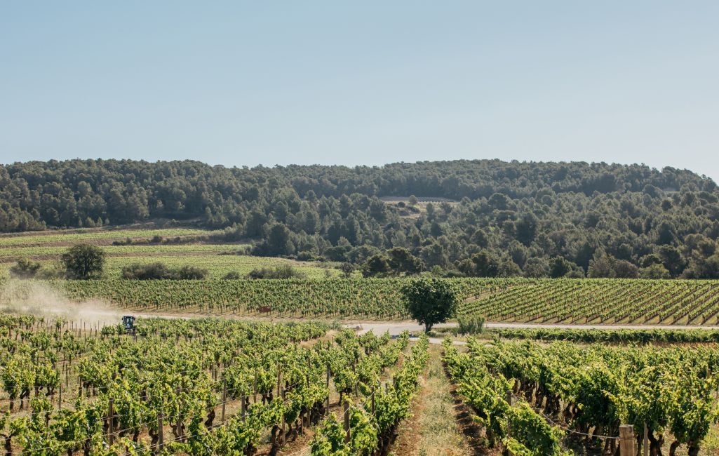 Un recorrido por el Penedès y sus vinos