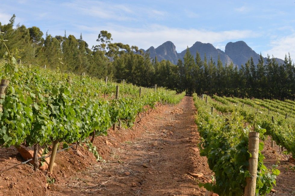 Escala 6: Sudáfrica. Una odisea en los viñedos más bellos de la tierra