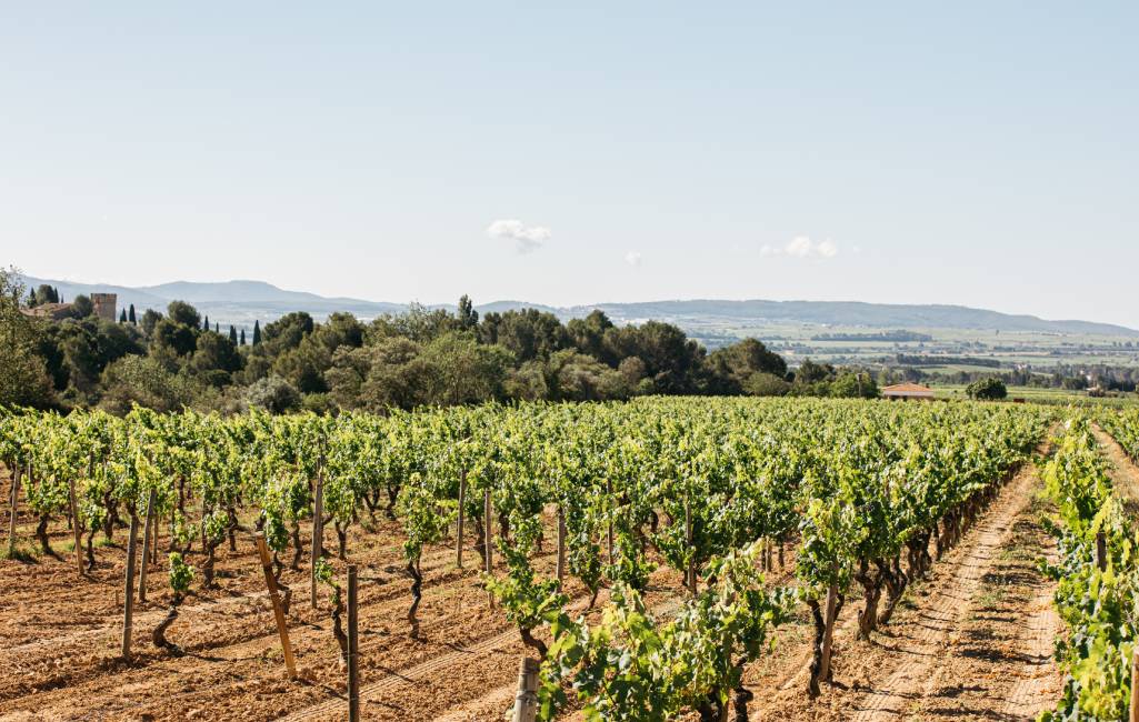 terroir